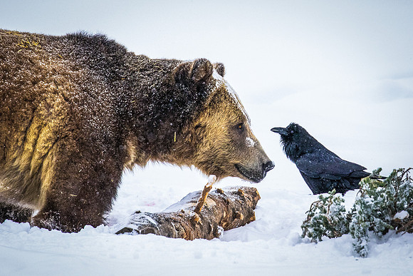 THE CONVERSATION