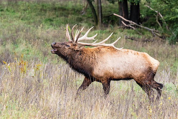 BULL ELK