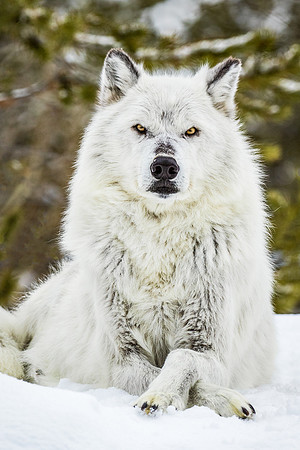DAINTY WOLF