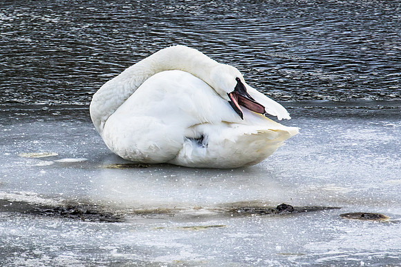 TRUMPETER SWAN