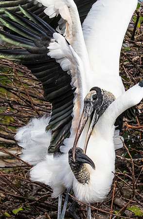 WOOD STORK DUEL