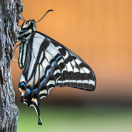 SWALLOWTAIL BUTTERFLY