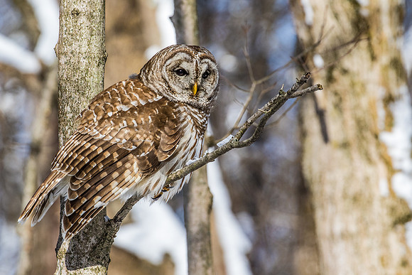 BARRED OWL