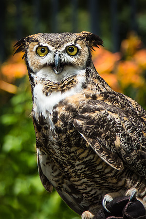 Great Horned Owl