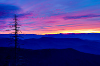 TREE IN SUNRISE