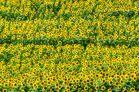 SUNFLOWER FIELD