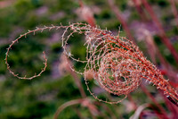FERN
