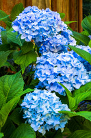 HYDRANGEA