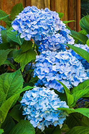 HYDRANGEA