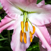 LILY
