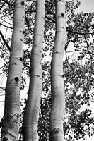 3 TREES