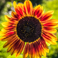 RADIANCE