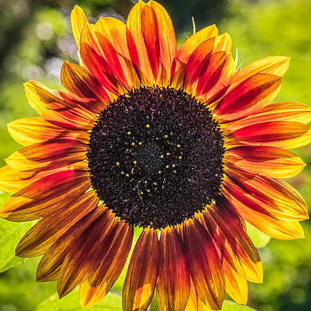 RADIANCE