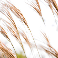 GRASS ABSTRACT