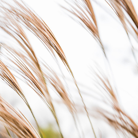 GRASS ABSTRACT